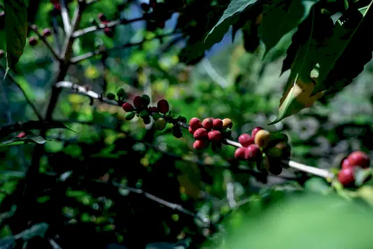 Seed to Cup: Our Trip to Guatemala and the Coffees That Moved Us